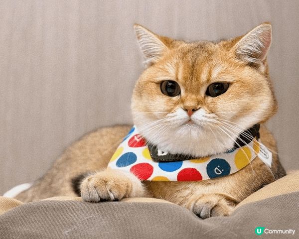 你好，我是包姐！我最喜歡靜悄悄走出家門外！嘻