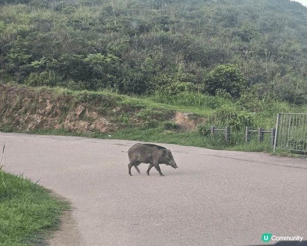 我會推介飛鵝山～