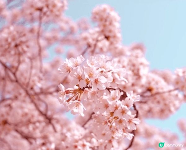 每年春季，運河兩旁的櫻花樹盛開，形成夢幻的粉紅隧道。