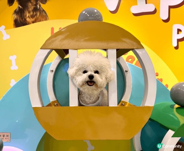 🐶🐶： 有爸爸媽媽 weekend帶我哋周圍去打卡，真係好開...