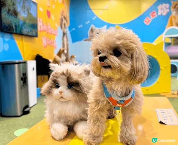 🐶🐶： 有爸爸媽媽 weekend帶我哋周圍去打卡，真係好開...