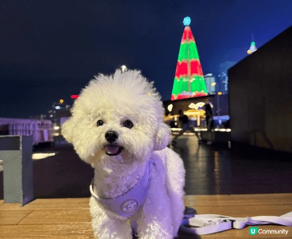 🐶🐶： 有爸爸媽媽 weekend帶我哋周圍去打卡，真係好開...