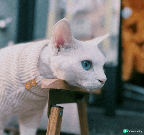 Hello 我是德文卷毛貓拖羅🐈 弟弟snoopy