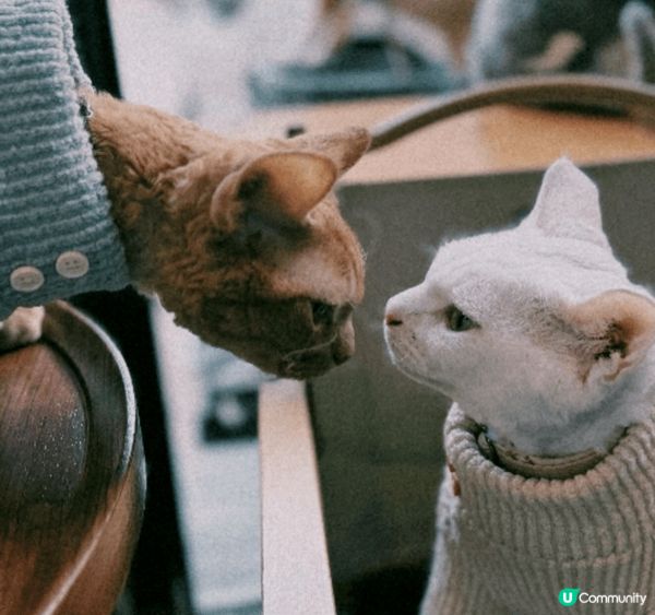 Hello 我是德文卷毛貓拖羅🐈 弟弟snoopy