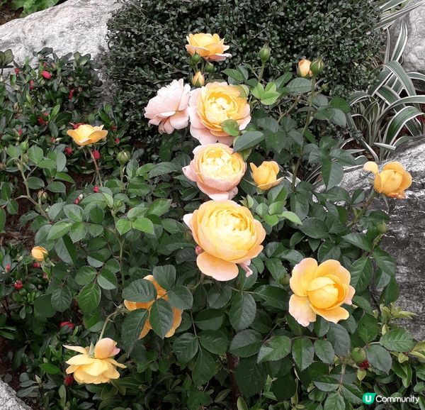 柴灣公園一帶，就近民居，吃喝玩樂俱全，交通方便。