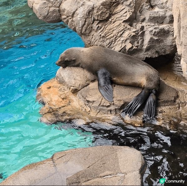 入到京都水族館嗰刻，我好認真咁覺得，自己應該唔係一個遊客，而...