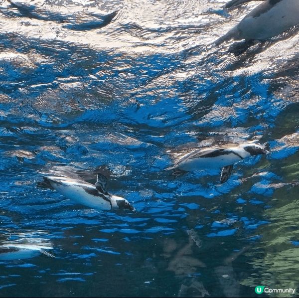 入到京都水族館嗰刻，我好認真咁覺得，自己應該唔係一個遊客，而...