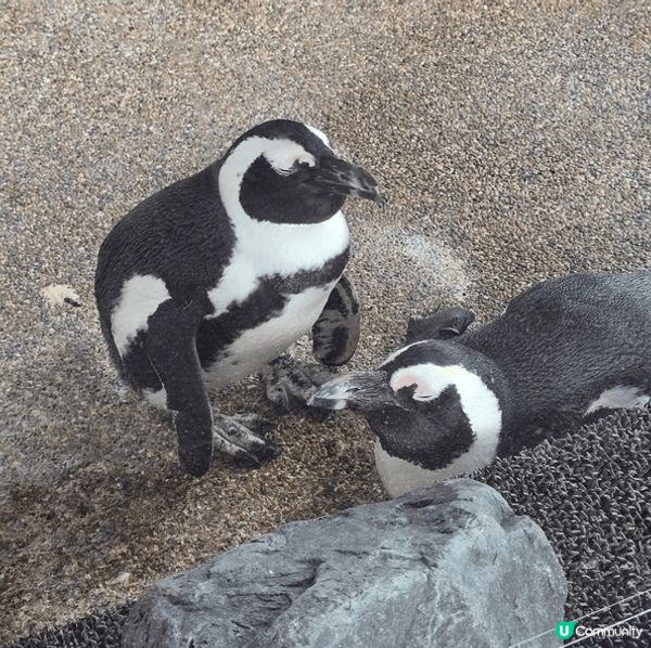 入到京都水族館嗰刻，我好認真咁覺得，自己應該唔係一個遊客，而...