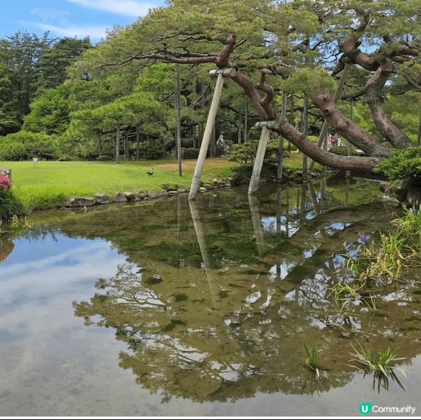 行入兼六園，第一眼未見到徽軫燈籠，反而先被眼前呢幅「水鏡」吸...