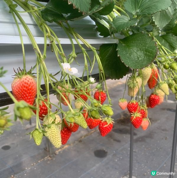 大阪歧阜縣草莓園🍓超甜！😋