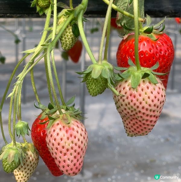 大阪歧阜縣草莓園🍓超甜！😋