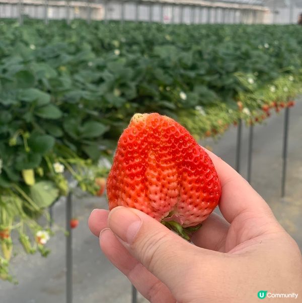大阪歧阜縣草莓園🍓超甜！😋