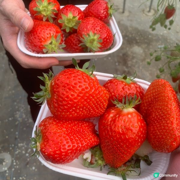 大阪歧阜縣草莓園🍓超甜！😋