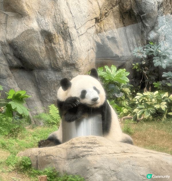 全部都係我最愛嘅食物，最後一張一定係我最愛嘅海洋公園懶瞓熊貓...