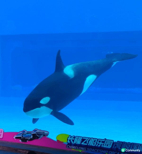珠海長隆，無論是長隆show、海豚表演還是虎鯨表演都是十分出...