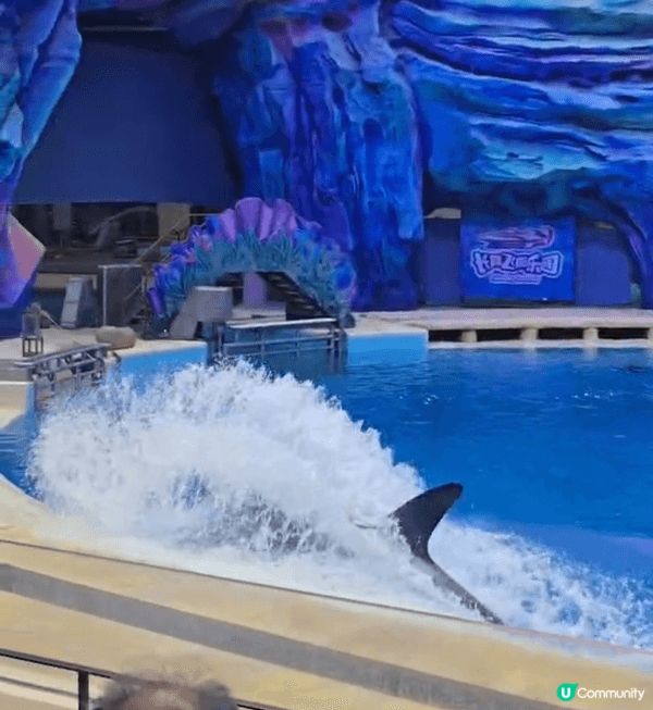 珠海長隆，無論是長隆show、海豚表演還是虎鯨表演都是十分出...