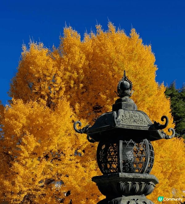今次去日本旅行，最難忘嘅就係去咗京都嘅西本願寺啦！你睇相入面...