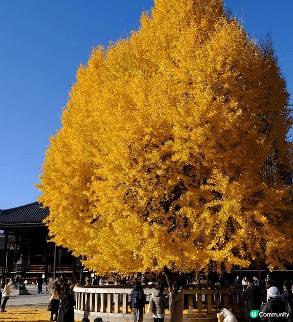 今次去日本旅行，最難忘嘅就係去咗京都嘅西本願寺啦！你睇相入面...