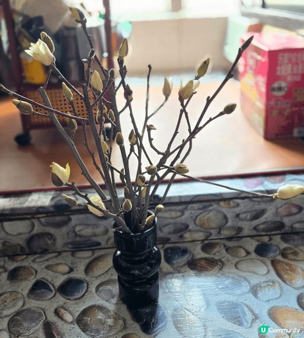 早前買的年花，漸漸開花啦，仲有一陣清香嘅香味！