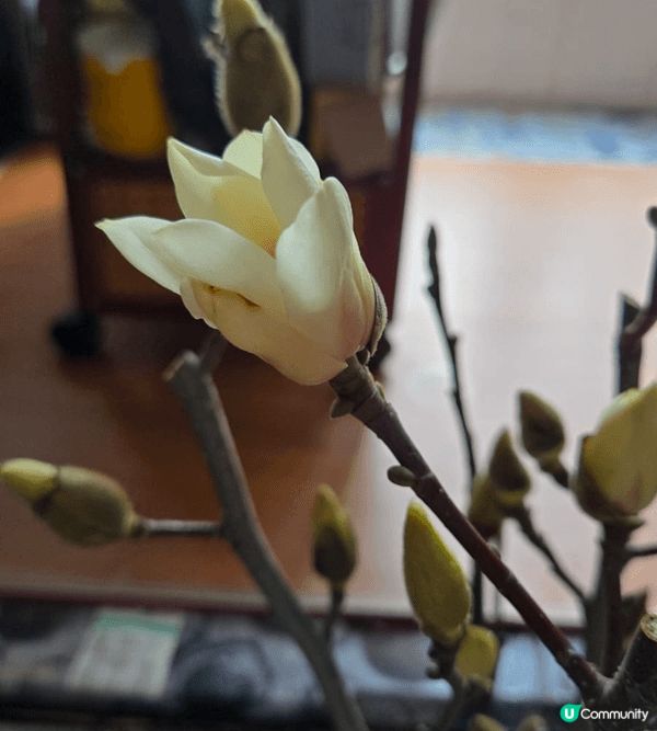 早前買的年花，漸漸開花啦，仲有一陣清香嘅香味！