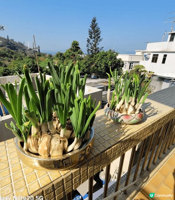 新年一定要買花，每一年我都會買一棵靚靚嘅蘭花同埋會有水仙花，...