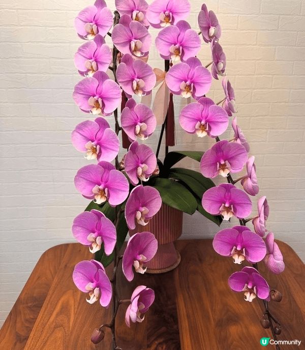 新年一定要買花，每一年我都會買一棵靚靚嘅蘭花同埋會有水仙花，...