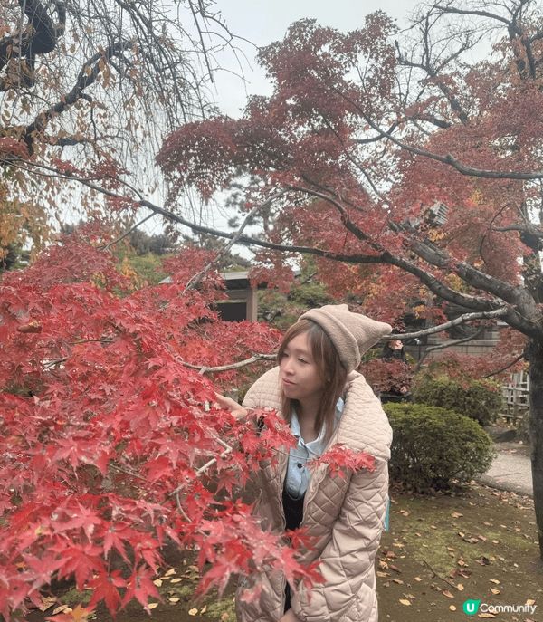 日本東京的豪德寺，去欣賞最後的紅葉，別有一番風味。