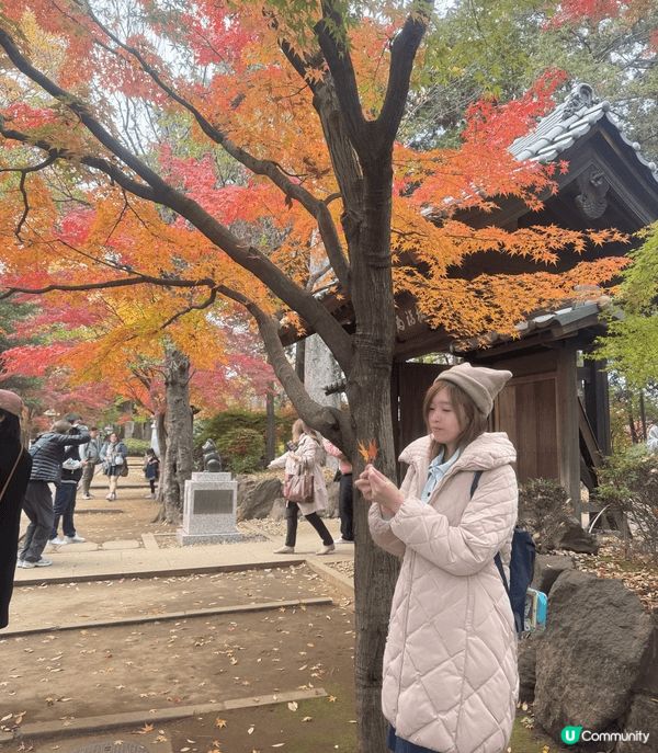 日本東京的豪德寺，去欣賞最後的紅葉，別有一番風味。