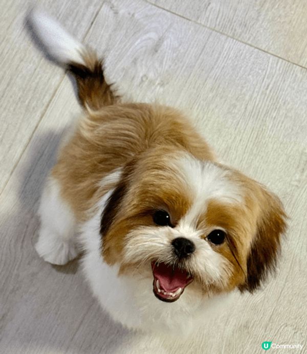 可愛的DOTPI 沖涼前後的CUTE 樣