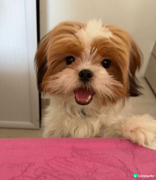 可愛的DOTPI 沖涼前後的CUTE 樣
