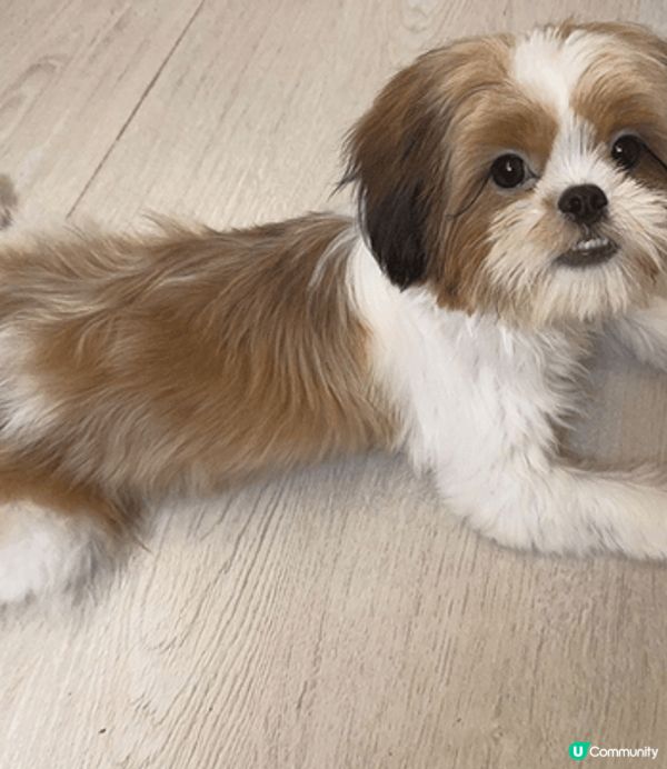 可愛的DOTPI 沖涼前後的CUTE 樣