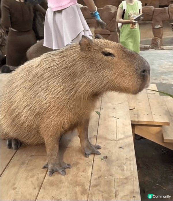 放暑假帶咗小朋友去深圳動物園，入面有山地越野車玩，仲有分兒童...