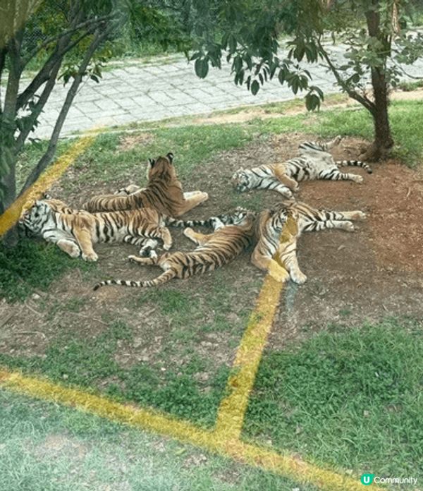 放暑假帶咗小朋友去深圳動物園，入面有山地越野車玩，仲有分兒童...