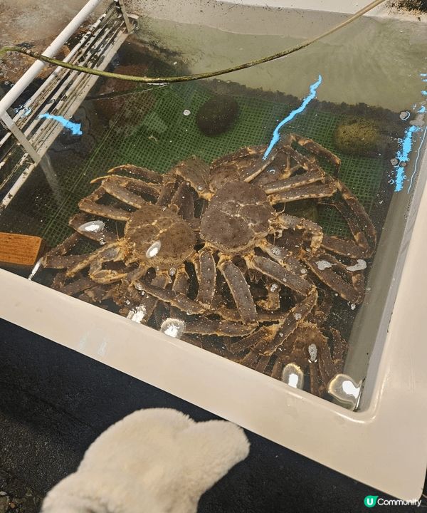 日本北海道大風雪食鱈場蟹。