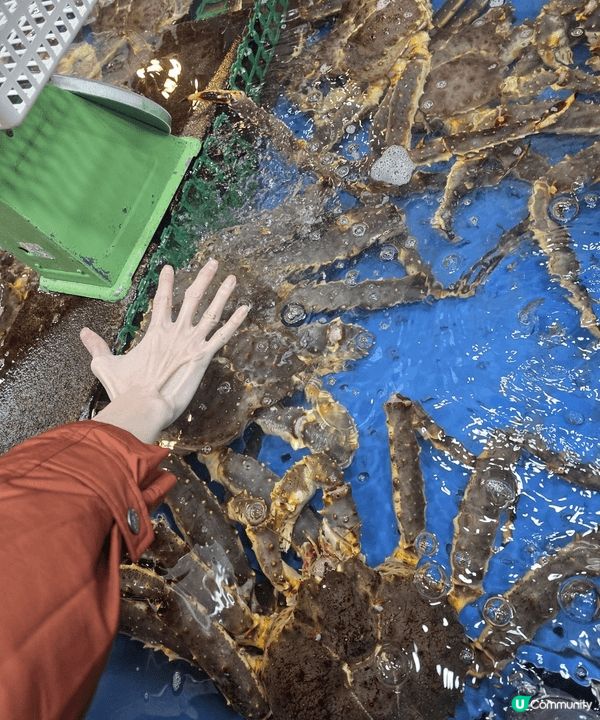 日本北海道大風雪食鱈場蟹。