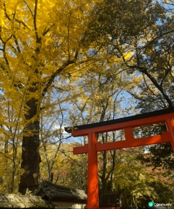 11月尾嘅京都之旅，好感動仲有好多紅葉同埋銀杏，所以行神社同...