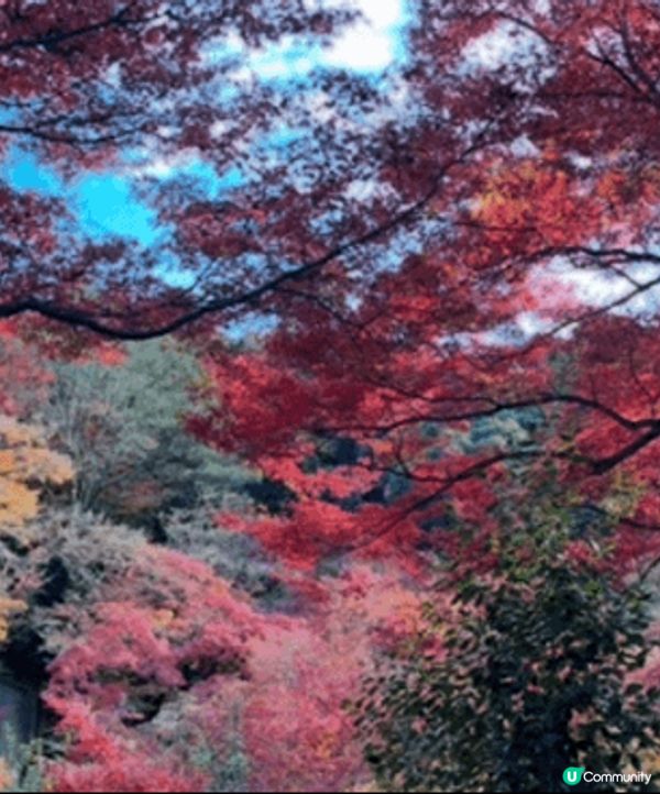 11月尾嘅京都之旅，好感動仲有好多紅葉同埋銀杏，所以行神社同...