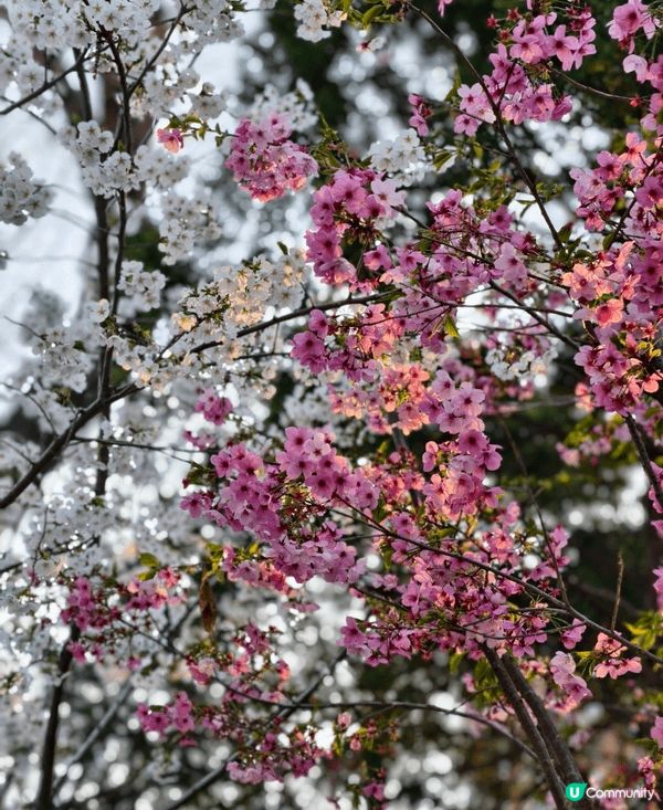 這次旅行是在北京，首次回到國內旅行。有到北京故宮感受當中嘅宏...
