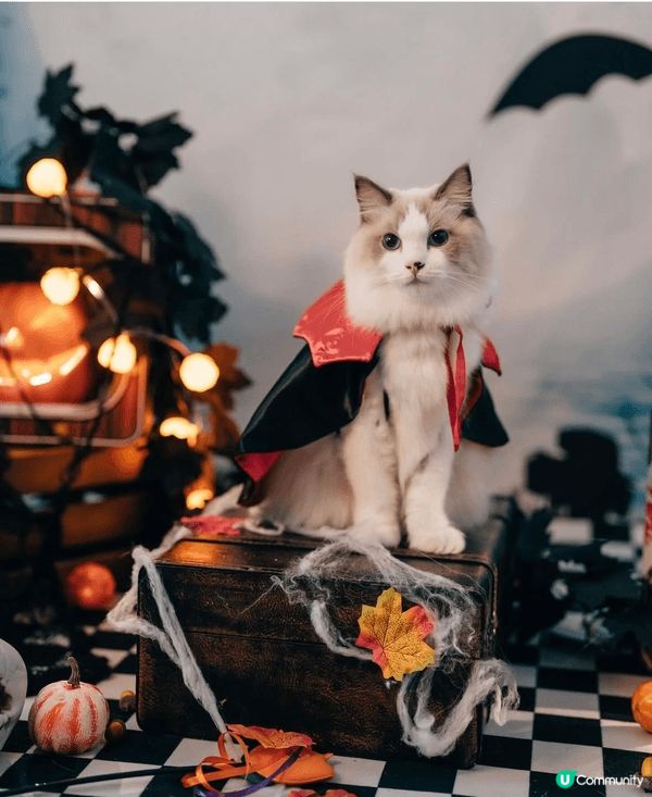 成日通屋爬來爬去 又成日出街玩 滋潤下腳掌影啲相出嚟都靚啲❤...