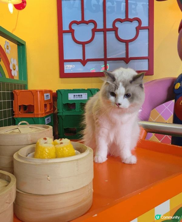 成日通屋爬來爬去 又成日出街玩 滋潤下腳掌影啲相出嚟都靚啲❤...