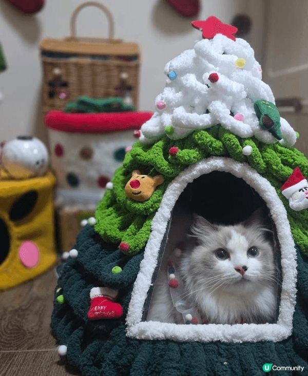 成日通屋爬來爬去 又成日出街玩 滋潤下腳掌影啲相出嚟都靚啲❤...