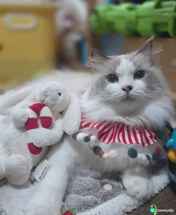 成日通屋爬來爬去 又成日出街玩 滋潤下腳掌影啲相出嚟都靚啲❤...