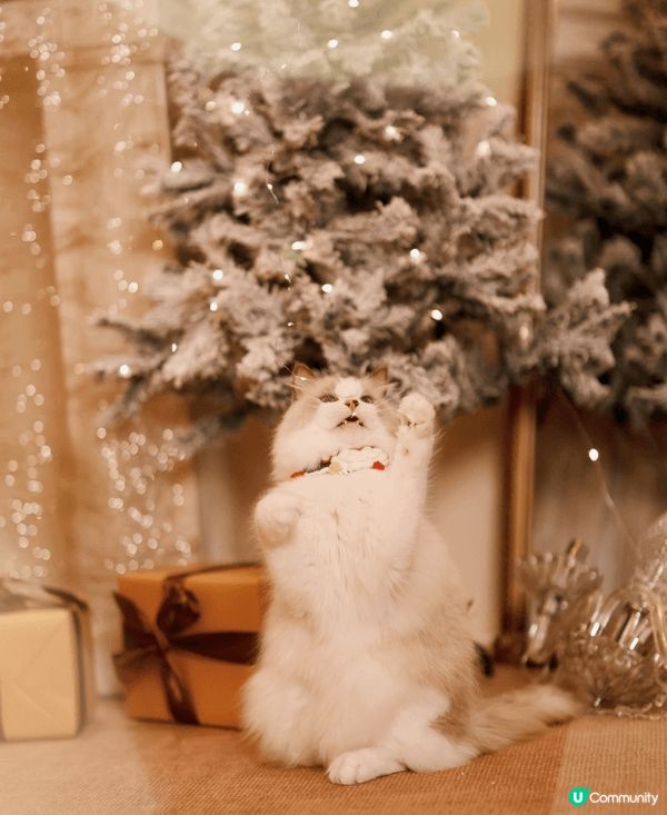 成日通屋爬來爬去 又成日出街玩 滋潤下腳掌影啲相出嚟都靚啲❤...