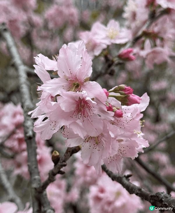早幾日去石門開心影櫻花🌸🌸🌸🌸 超正！安景街公園（On Ki...