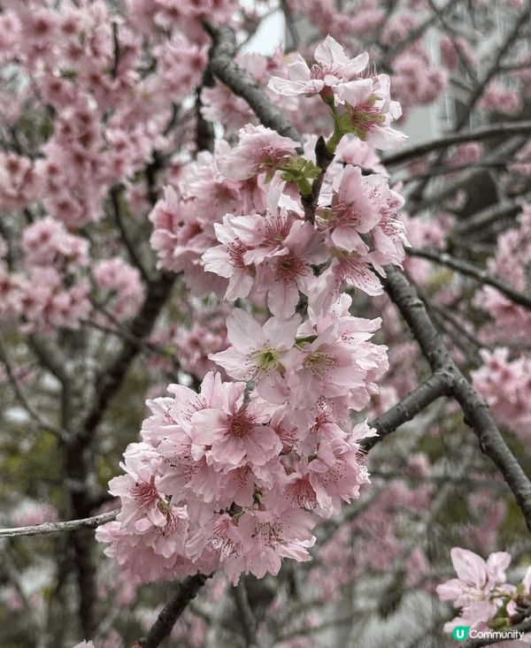 早幾日去石門開心影櫻花🌸🌸🌸🌸 超正！安景街公園（On Ki...