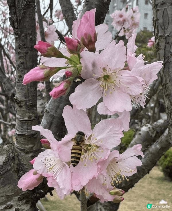 早幾日去石門開心影櫻花🌸🌸🌸🌸 超正！安景街公園（On Ki...