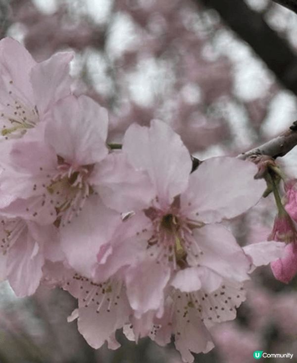 早幾日去石門開心影櫻花🌸🌸🌸🌸 超正！安景街公園（On Ki...