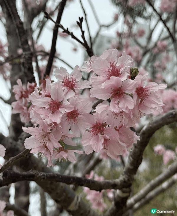 早幾日去石門開心影櫻花🌸🌸🌸🌸 超正！安景街公園（On Ki...