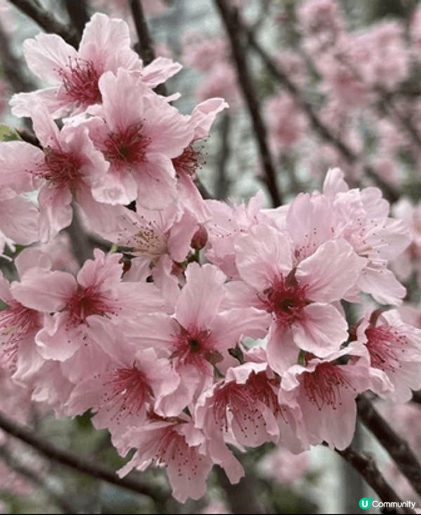 早幾日去石門開心影櫻花🌸🌸🌸🌸 超正！安景街公園（On Ki...