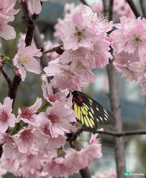 早幾日去石門開心影櫻花🌸🌸🌸🌸 超正！安景街公園（On Ki...